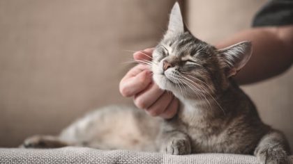 La prédiction de Nostradamus pour les personnes qui ont des chats à la maison