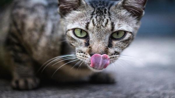 La prédiction de Nostradamus pour les personnes qui ont des chats à la maison