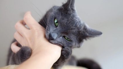 La signification curieuse de la morsure de votre chat