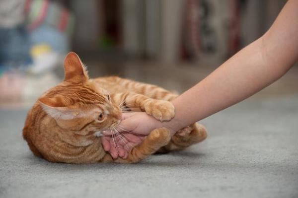 La signification curieuse de la morsure de votre chat