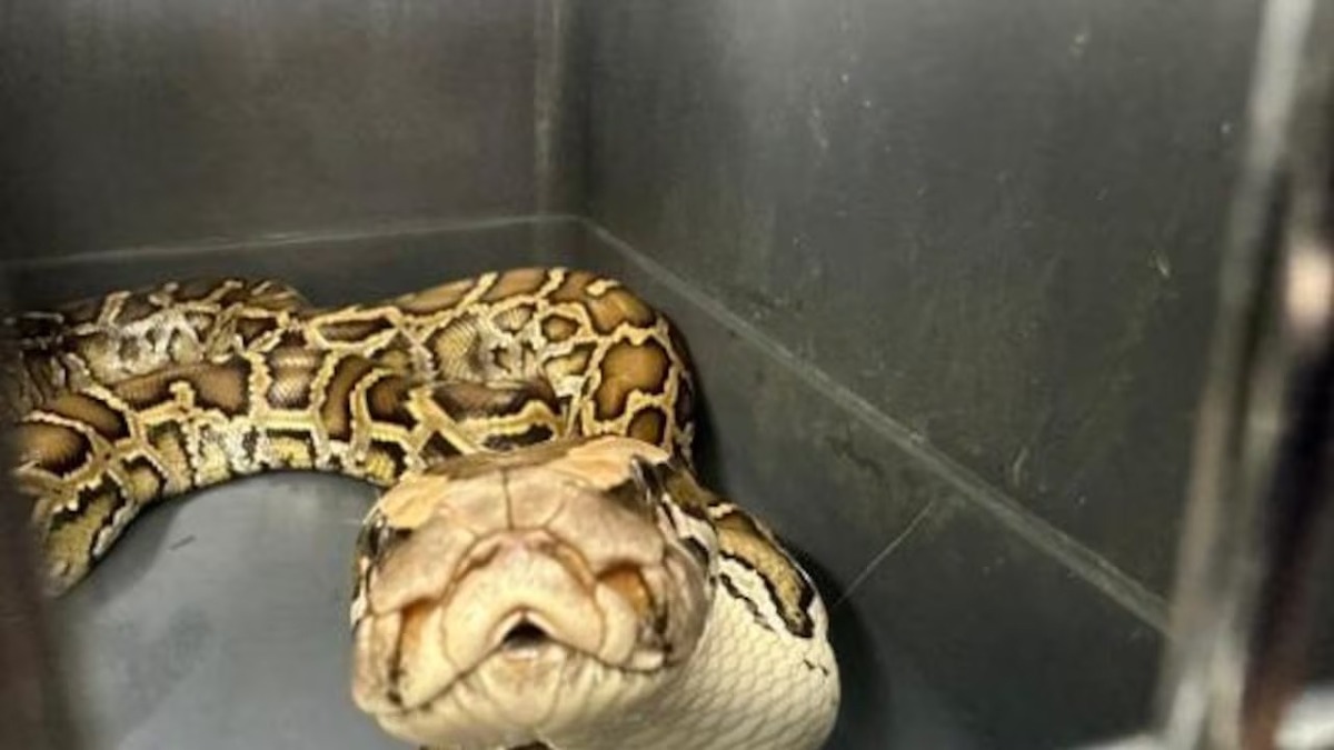 Un homme avait un python à la maison comme animal de compagnie, mais les choses ont dégénéré : voici l'histoire