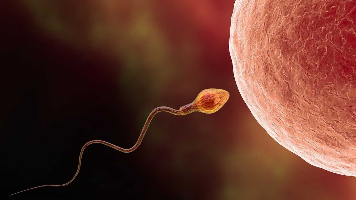 Le spermatozoïde le plus rapide est-il celui qui féconde l'ovule ? La réponse d'un expert