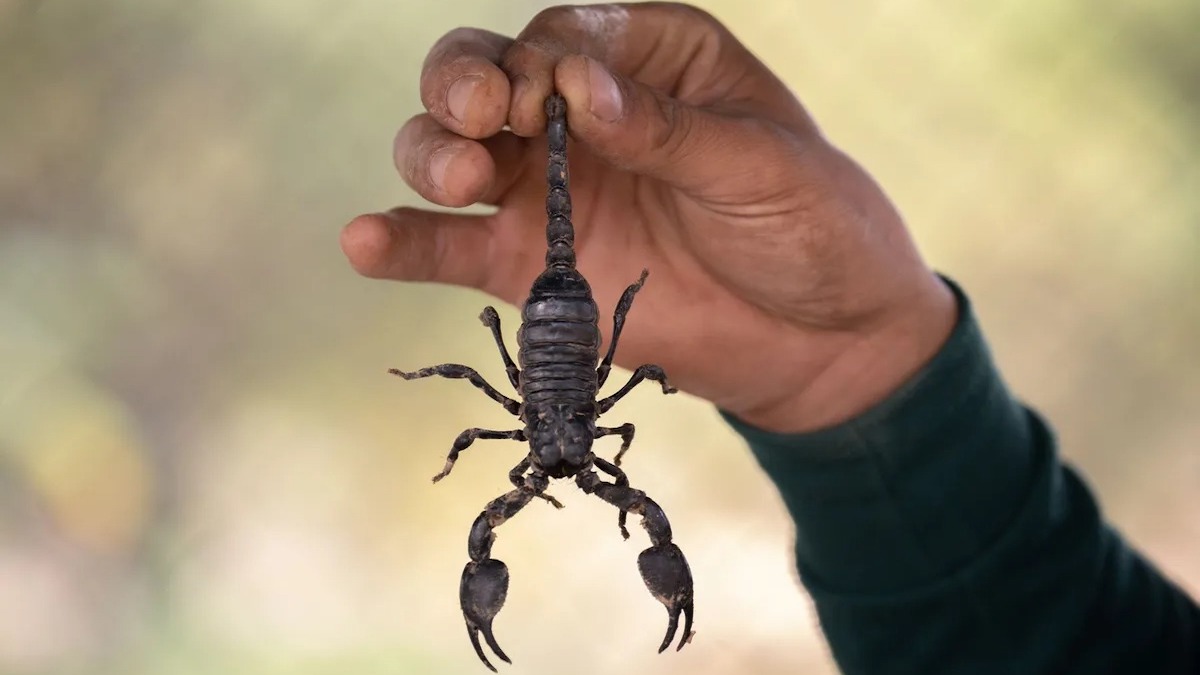 Que signifie l'apparition d'un scorpion dans votre maison ?