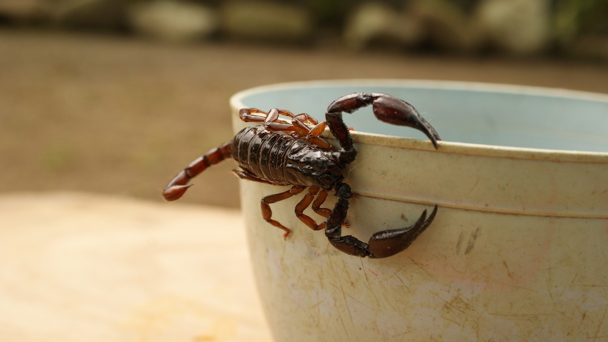 Que signifie l'apparition d'un scorpion dans votre maison ?