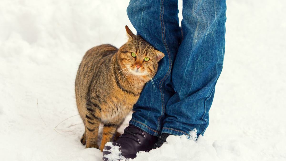Que signifie lorsqu'un chat se frotte contre vous ?