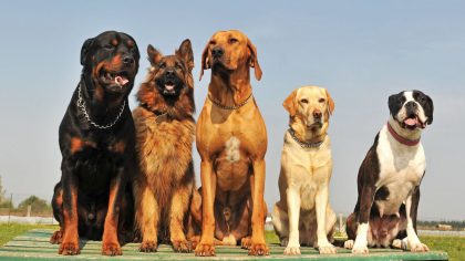 Top 5 des races de chiens les plus intelligentes