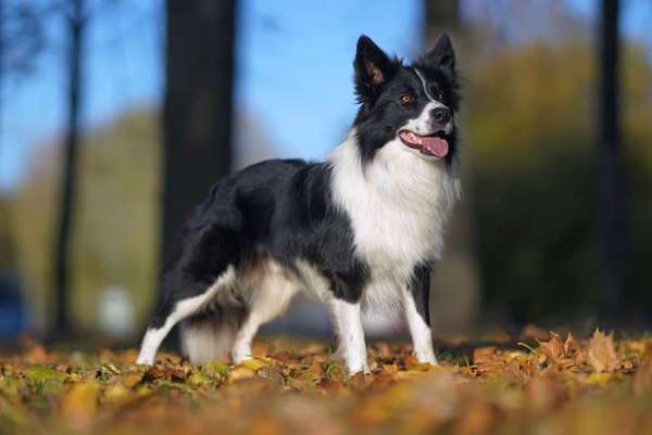 Top 5 des races de chiens les plus intelligentes