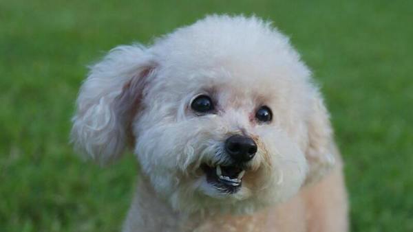 Top 5 des races de chiens les plus intelligentes