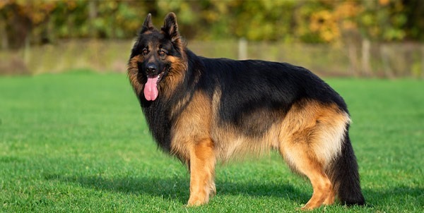 Top 5 des races de chiens les plus intelligentes