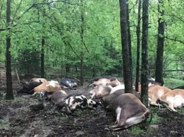 Un agriculteur trouve son pâturage vide et trouve ses 32 vaches mortes empilées