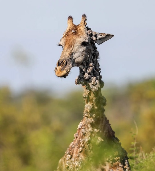 Une girafe couverte de bosses inhabituelles repérée dans un parc national