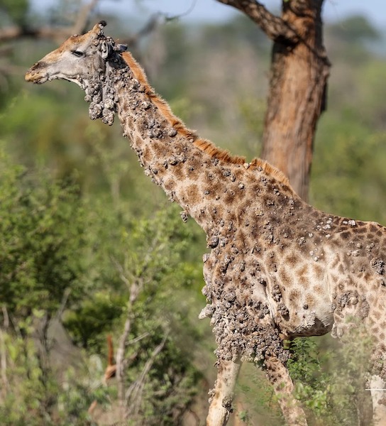 Une girafe couverte de bosses inhabituelles repérée dans un parc national