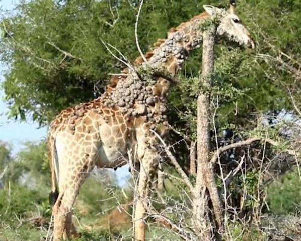 Une girafe couverte de bosses inhabituelles repérée dans un parc national