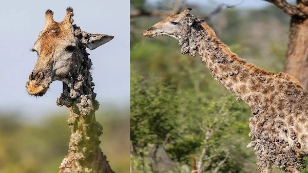 Une girafe couverte de bosses inhabituelles repérée dans un parc national