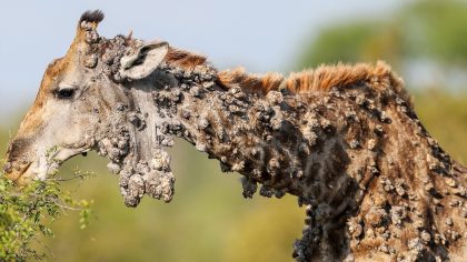 Une girafe couverte de bosses inhabituelles repérée dans un parc national