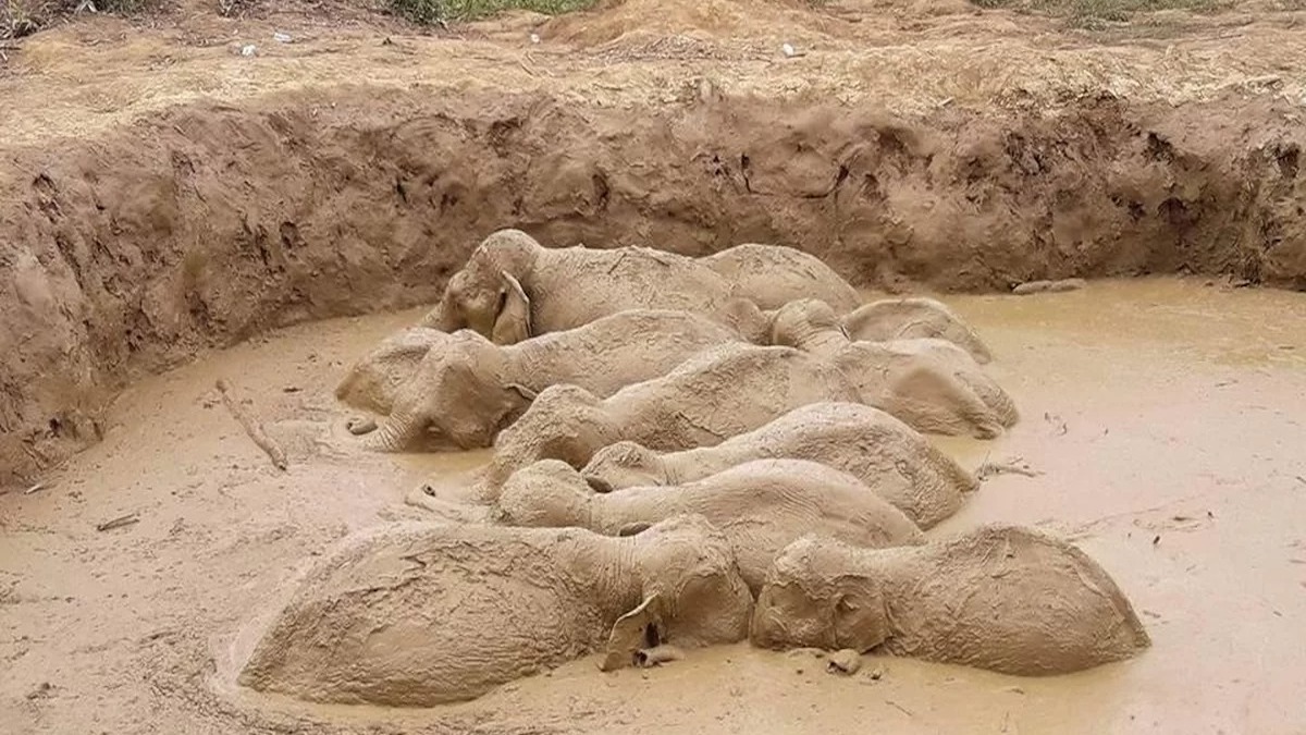 11 éléphants sauvés d'un cratère rempli de boue