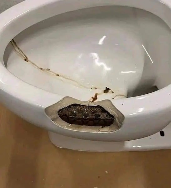 Il trouve un énorme serpent dans ses toilettes : l’animal l'a mordu