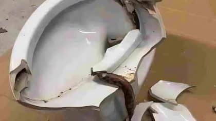 Il trouve un énorme serpent dans ses toilettes : l’animal l'a mordu