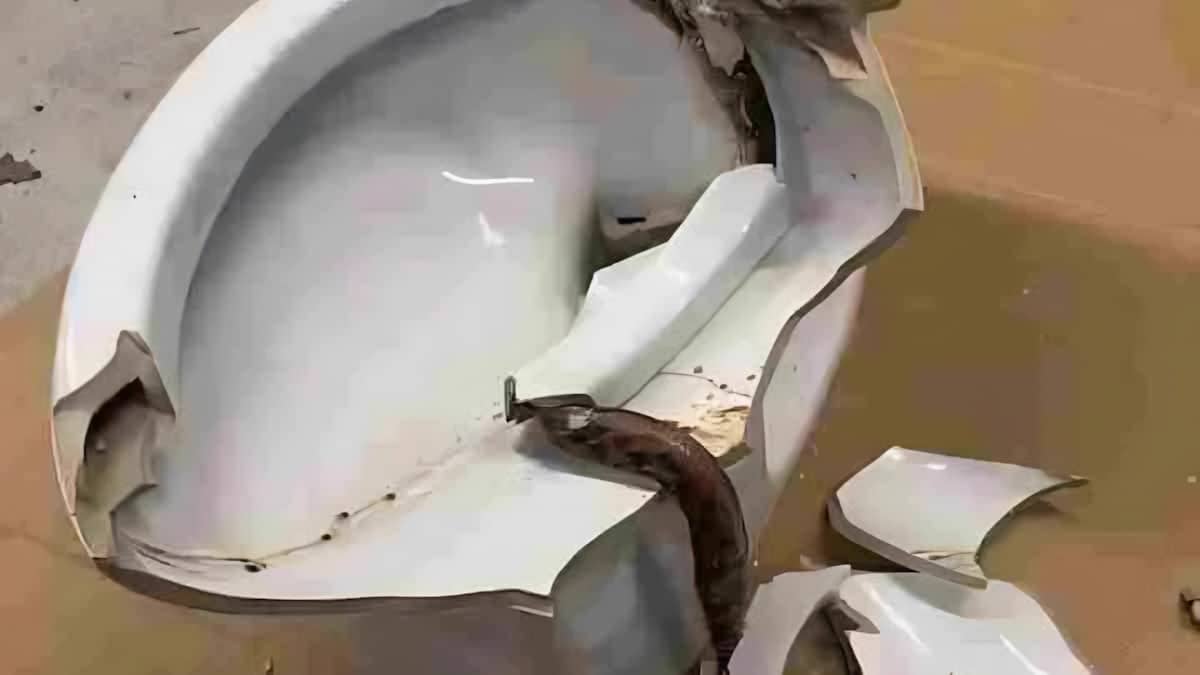 Il trouve un énorme serpent dans ses toilettes : l’animal l'a mordu