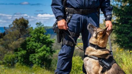 Le chien K9 alerte le personnel de l’hôpital : un acte héroïque évite le pire