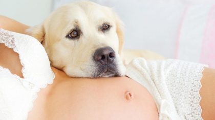 Quand un chien sauve une vie : l’histoire émouvante d’un héros à quatre pattes