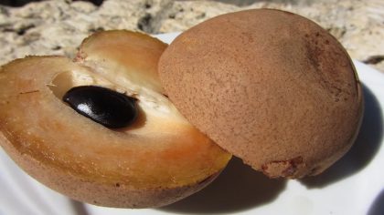Qu'est-ce qu'un nèfle et à quoi sert-il ?