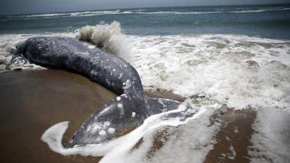 Séisme au Kamtchatka : des baleines échouées au Japon juste avant l’alerte au tsunami
