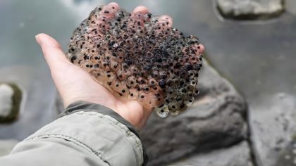 Un agriculteur trouve des centaines d’œufs étranges dans ses cultures : mais quand ils éclosent, il fond en larmes