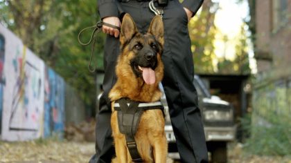 Un chien détecte une menace dans une école : l’alerte de Rex bouleverse la démonstration