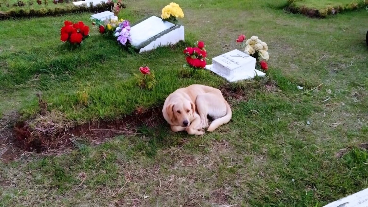 Un chien fidèle jusqu’à la fin : une histoire bouleversante d’amour et de loyauté