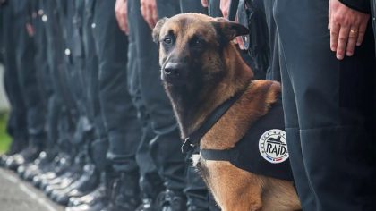 Un chien policier sauve un enfant en détresse lors d’une patrouille à l’aube