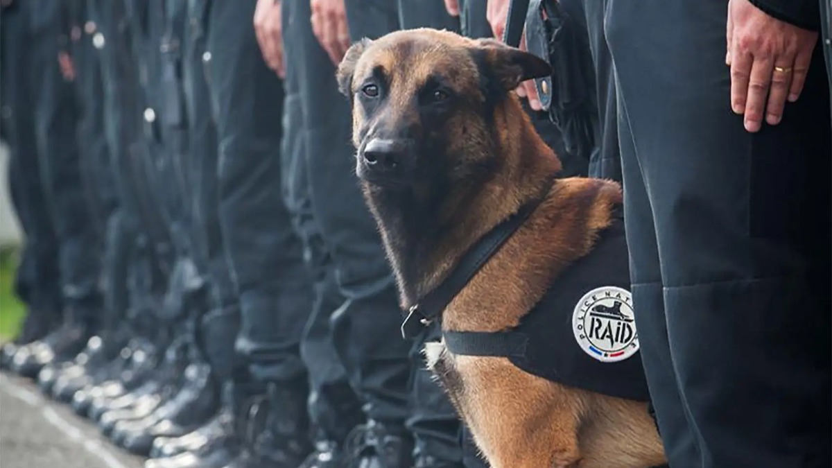 Un chien policier sauve un enfant en détresse lors d’une patrouille à l’aube