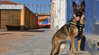 Un chien policier sauve un enfant en détresse lors d’une patrouille à l’aube