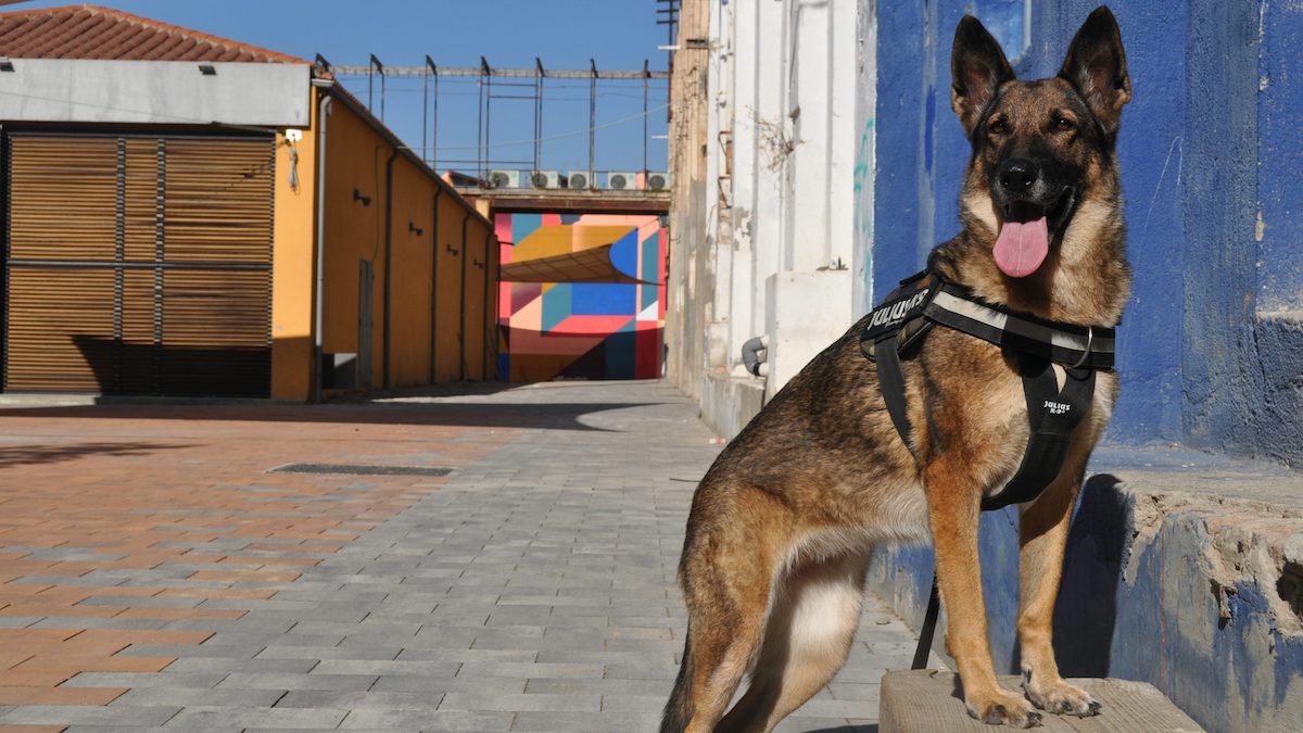 Un chien policier sauve un enfant en détresse lors d’une patrouille à l’aube
