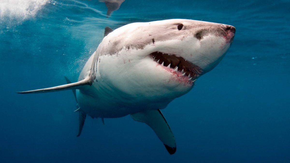 Un grand requin blanc de 4,5 mètres aperçu et filmé près des côtes de Porquerolles