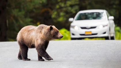 Un ours arrête un camion pour une cargaison inattendue