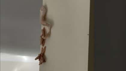 Une étrange mousse rose sur le mur : un mystère à résoudre