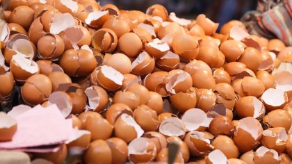 À quoi sert la coquille d'œuf ? 8 utilisations et propriétés de cette coquille