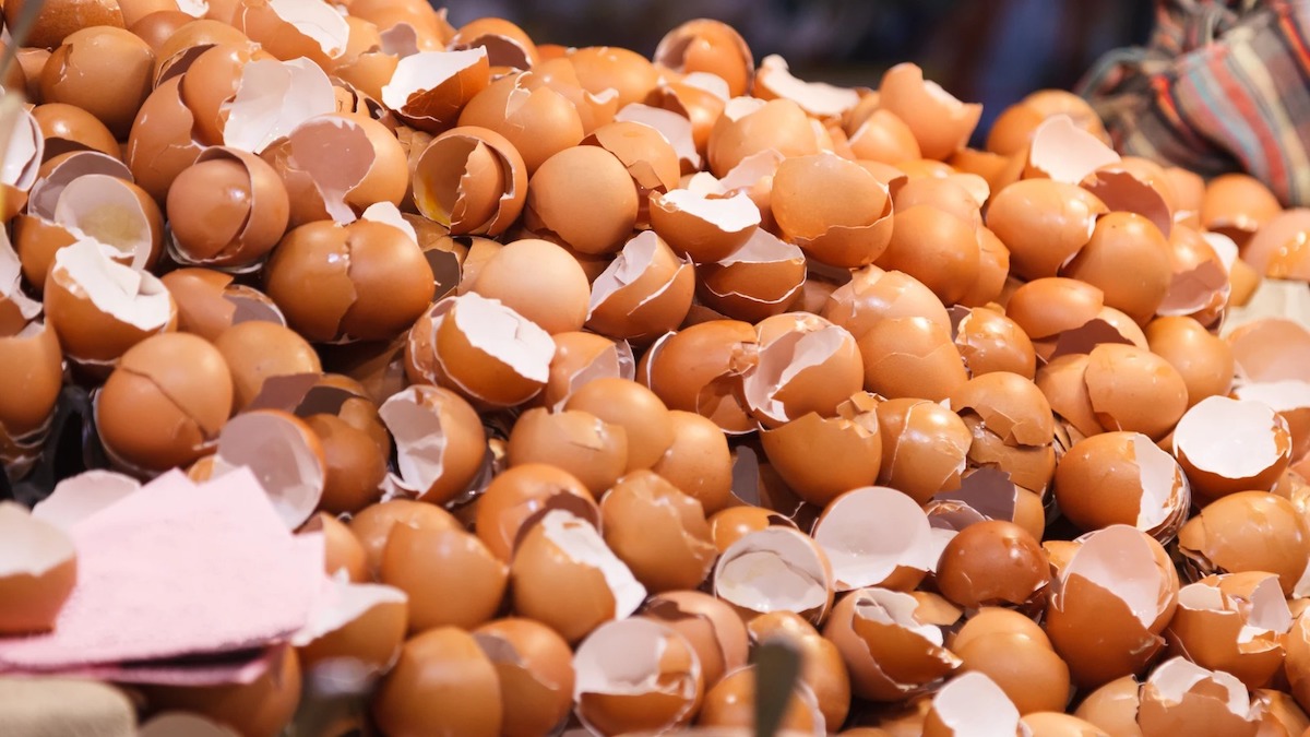 À quoi sert la coquille d'œuf ? 8 utilisations et propriétés de cette coquille