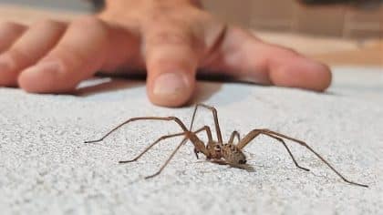 Attention à cet insecte : sa présence dans votre maison peut être dangereuse pour votre santé.