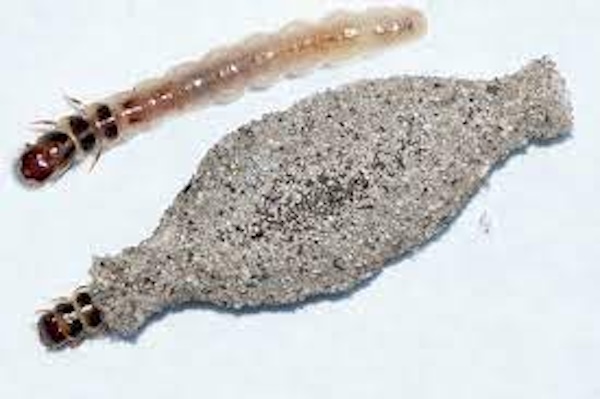 Mites des vêtements : avez-vous déjà vu ces insectes chez vous ? Savez-vous ce que c'est ? On les appelle « mites des vêtements » et voici tout ce que vous devez savoir
