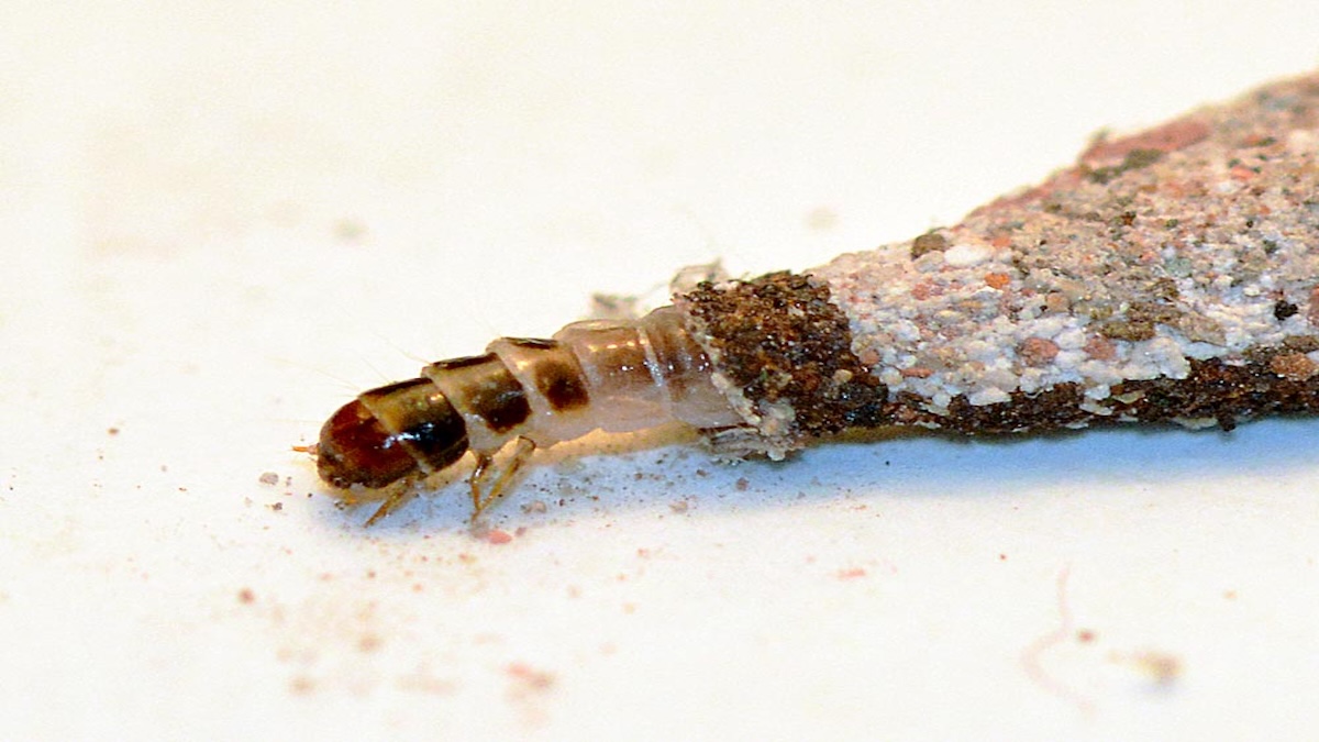 Mites des vêtements : avez-vous déjà vu ces insectes chez vous ? Savez-vous ce que c'est ? On les appelle « mites des vêtements » et voici tout ce que vous devez savoir