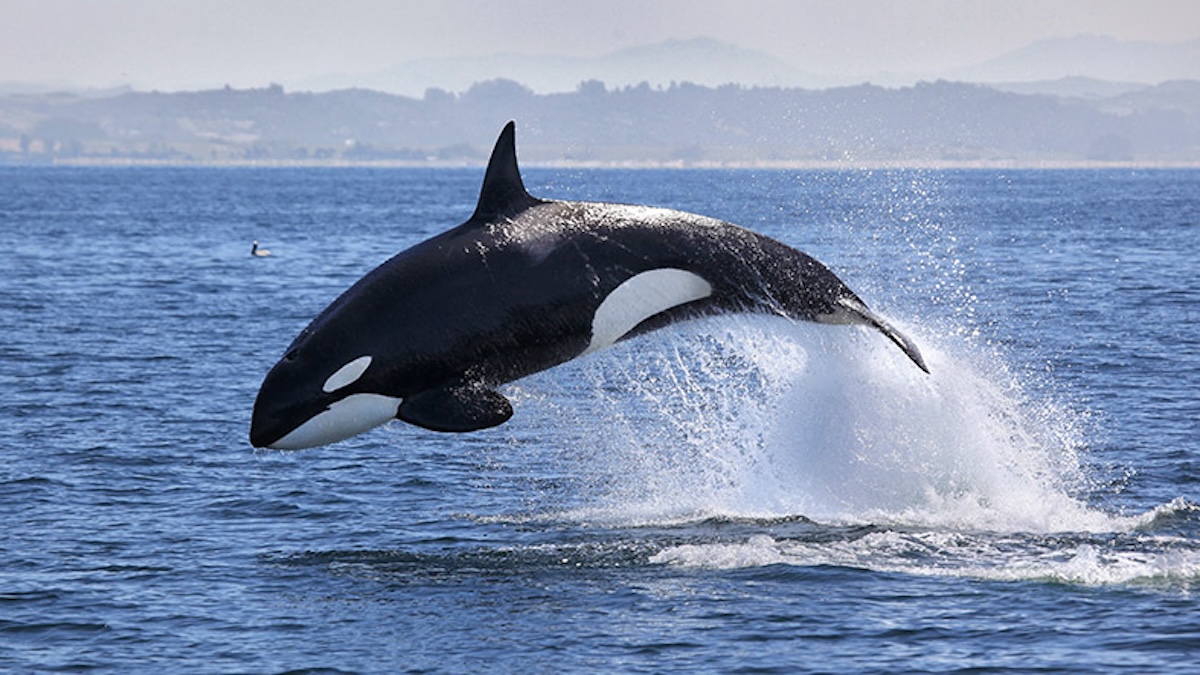 Cette orque sera relâchée après 50 ans de captivité dans un aquarium