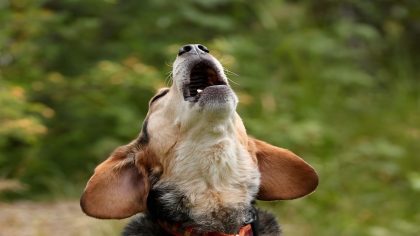 Chien du voisin qui aboie : solutions et droits en cas de nuisance sonore
