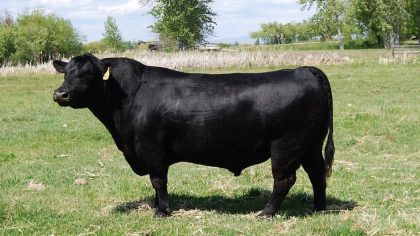 Comment un taureau Black Angus a transformé mon troupeau