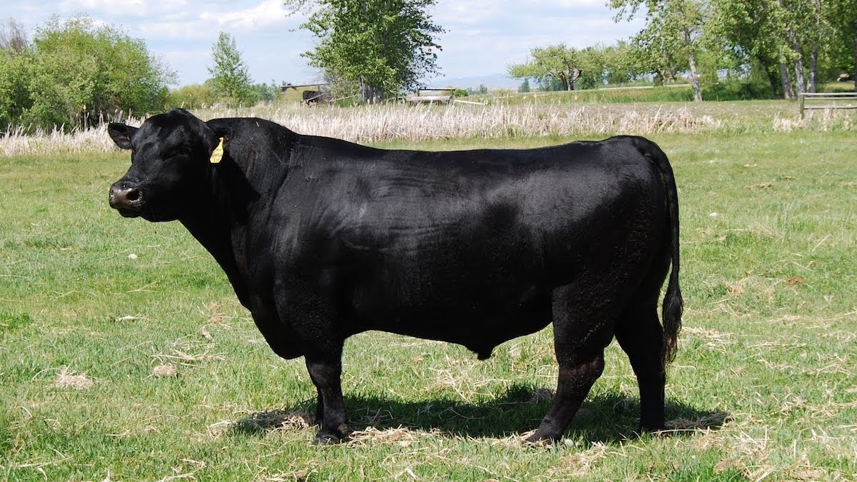 Comment un taureau Black Angus a transformé mon troupeau