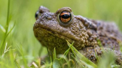 Découvrez ce que signifie la vérité lorsqu’un crapaud apparaît dans votre maison