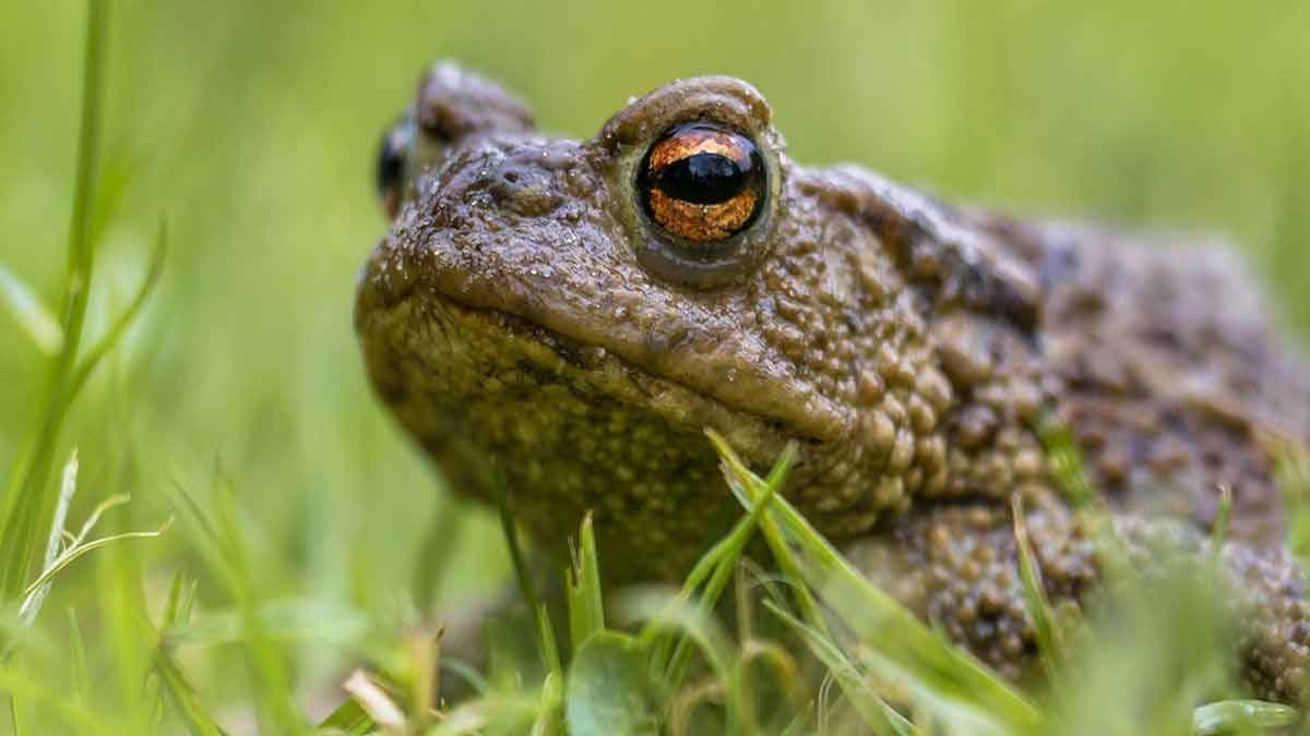 Découvrez ce que signifie la vérité lorsqu’un crapaud apparaît dans votre maison