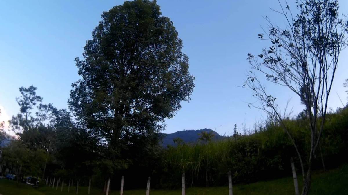 Il filmait un arbre, mais à 0:18 tout a changé