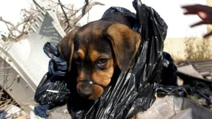 Ils l'ont trouvé dans un sac poubelle : aujourd'hui ce chiot se bat pour une nouvelle vie
